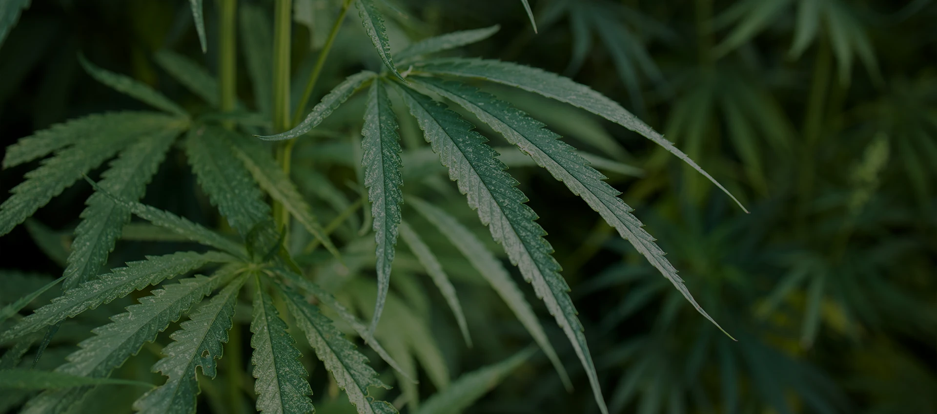 Doğadan Güç Alan Sanayi - Çatalhöyük Tarım